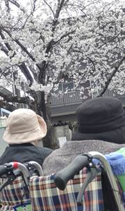 池田公園お花見2025
